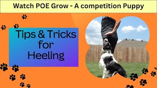 Heeling Tips amp Tricks  The life and Training of a Competition Puppy [upl. by Sherri]