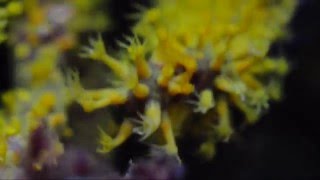 Menella sp IndoPacific Octocoral gorgonian [upl. by Nevin]