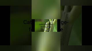 Butterfly life cycle 3D animation Monarch butterflies eggs laid catterpillar pupa adult [upl. by Alaekim660]