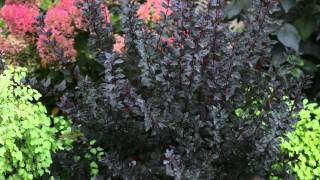 Proven Winners® Gardener Channel Proven Winners® MustHave Shrubs [upl. by Llenrac]