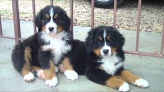 BOVARO DEL BERNESE CUCCIOLI [upl. by Juna307]