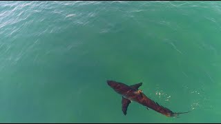 TUNCURRY BEACH SHARK EVACUATION [upl. by Gipsy295]