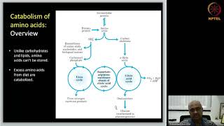 Catabolism of Amino acids [upl. by Riane62]