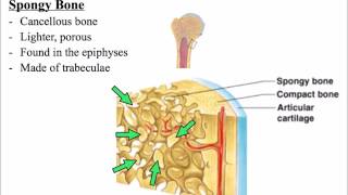 Bone Ossification Repair Lecture Final PlayPosit [upl. by Umeh718]