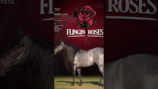 flinging roses beautiful stud FlingingRoses WildChildlove horses [upl. by Emmuela]