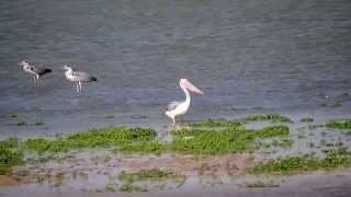 שקנאי קטן  Pelecanus rufescens [upl. by Naej]