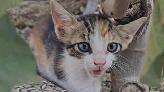 Hissing kitten 😅 Street cats and kittens on my terrace 🥰 [upl. by Euqinorev]