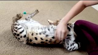 HOW TO PLAY WITH A SERVAL [upl. by Sharyl]