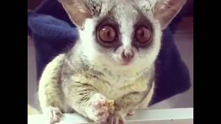 Pizzatoru the cutest Bush Baby adorable galago cute monkey BEST OF ピザトル [upl. by Nwatna]