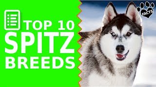 Top 10 Best Spitz Dog Breeds  Dogs 101 [upl. by Sindee]