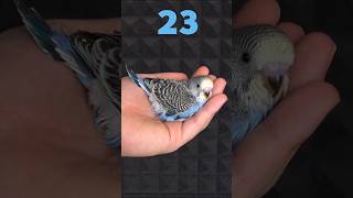 Baazigar baby grow 130 day birds baazigar lovebirds [upl. by Herzberg686]