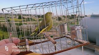 Greenfinch singing Verdun 23 🌟ICCHINA 🌟👌🏻🚀⚡🔊🏆🧿 💚💚💚 [upl. by Ozne231]