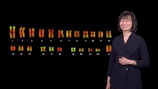 Jeannie Lee Harvard 1  X Chromosome Inactivation Making and Breaking the Silence [upl. by Naltiac553]