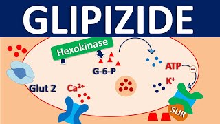 How to use GlipizideMetformin  Explain UsesSide EffectsInteractions [upl. by Rodriguez]