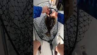 Fluke Summer Flounder Ocean Fishing [upl. by Noremak915]