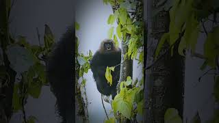 Nilgiri Langur Attack attack langur nilgiris wildlife animals nature amazingwildlyfe [upl. by Crin465]