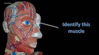 head neck and torso muscle review for anatomy practical exam [upl. by Graehme]