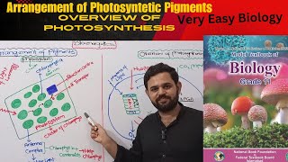 Arrangement of photosynthtic Pigments  Overview of Photosynthesis  Class 11  NBF  Bioenergetics [upl. by Yddur]