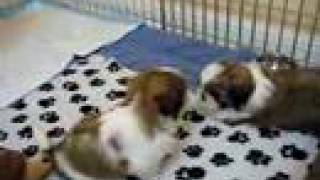 6 weeks old shih tzu puppies [upl. by Elleda600]