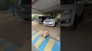 JIMMY🐶BADMASH💀🤣NE SURU KIYA NYA 🤯KAAM FOOD DELIVERY ashortaday minivlog trending makrana [upl. by Ita]