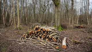 What is coppicing and why is it important  Suffolk Wildlife Trust [upl. by Reeve]