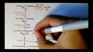 Human Metabolism Map II  Gluconeogenesis amp Glycogenesis [upl. by Krock379]