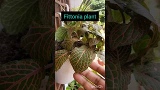 Fittonia plant Nerve plant Painted net leaf mosaic plant complete care of Fittonia [upl. by Aw746]