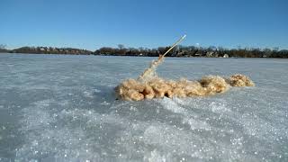 Cattail exploding in slow motion [upl. by Sedinoel]