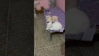 cat catie cutecats kitten cattie cuteanimals catlover catee cutepets cute [upl. by Amoakuh]