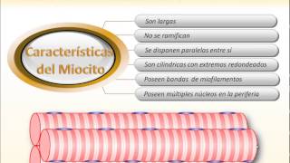 Musculo Esquelético [upl. by Snevets]