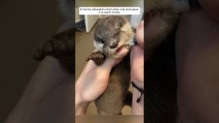 A family adopted a lost otter cub and gave it a warm home animalshorts shortvideo [upl. by Anelrac]