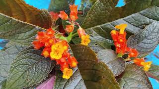 Chrysothemis Pulchella  Sunset bells  Black Flamingo  Copper leaf  Plants careb [upl. by Galitea]