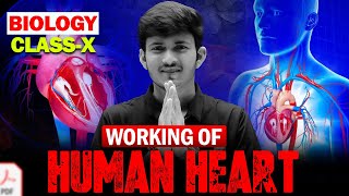 Working Of Human Heart 🔥 Life Processes  Class 10 Science [upl. by Aitercul]