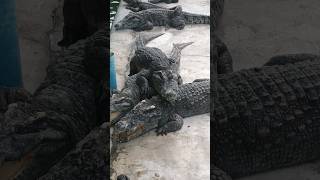 CROCODILES HUNT FOR FOOD WHILE HUNGGRYcrocodile video animals pet [upl. by Robers248]