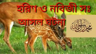 Horin ar kahini ।।নবী সঃ ও হরিনের সত্য কাহিনী [upl. by Dix239]