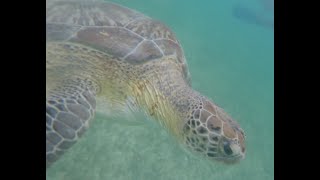 Mexico Catalonia Royal Tulum Cenotes Snorkeling Diving Sailing Sea Turtle [upl. by Aleehs]