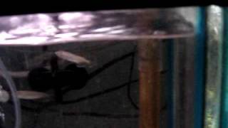 Jardini Arowana Fry For Sale Australian Arowana [upl. by Orozco]