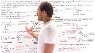 Fructose and Galactose Breakdown Pathways [upl. by Fotinas970]