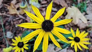 Yellow OxEye Daisy Rudbeckia Hirta flowers beautiful nature plants [upl. by Caterina]