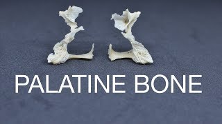 PALATINE BONE [upl. by Chesnut126]