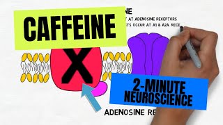 2Minute Neuroscience Caffeine [upl. by Ahseinet847]