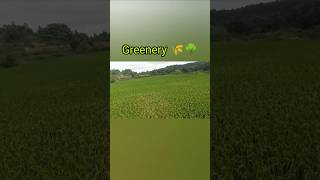 Kharif crops paddy crops 🌾🌾greenerynature monsooncropsmusic [upl. by Opportuna]