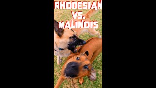 Rhodesian Ridgeback Puppy Wrestles Malinois Rough [upl. by Chew]