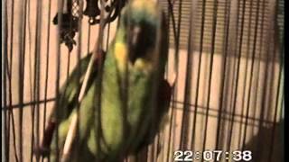 deze papegaai praat echt  this parrot really talks [upl. by Critchfield]