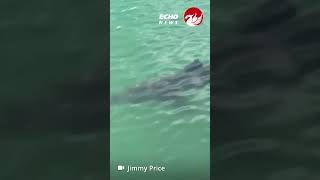 Massive shark spotted swimming off North Wales coast [upl. by Akciret]