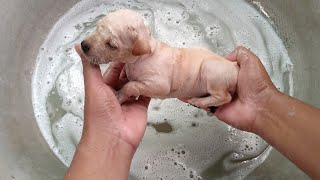 Bathe puppy to clean the lice  How to wash puppy [upl. by Enilasor641]