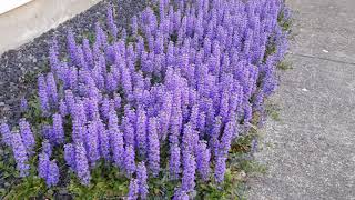 Carpet Bugle  Ajuga reptans [upl. by Assilac613]