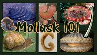 Molluks 101  Basics And The Eight Classes [upl. by Inoy39]