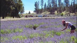 Lavender Festival  Spokane WA [upl. by Brantley729]