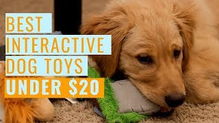 Best Interactive Dog Toys Under 20 [upl. by Arnuad]